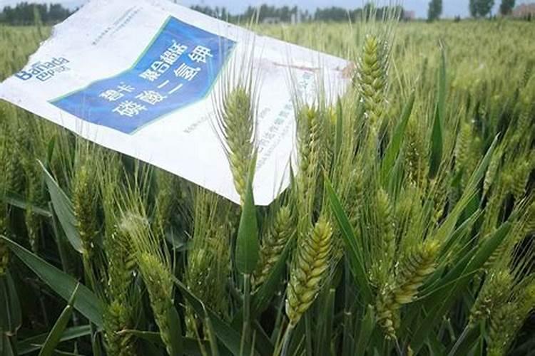 白天12度晚上1度给小麦打叶面肥能行吗？