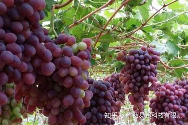 葡萄叶面肥什么时候施最好呢？