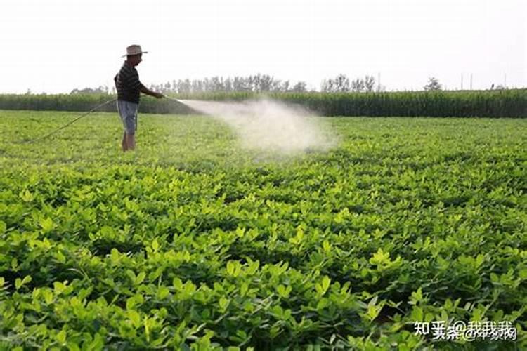 钙美磷肥可以给花生,辣椒施肥吗