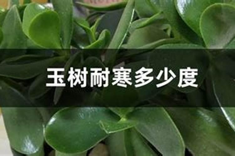玉树过冬的方法