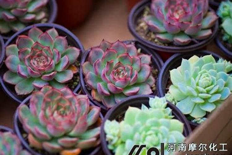 多肉氮肥多久施一次多久施一次多肉氮肥最好？