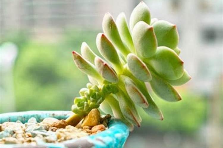 多肉植物多久浇水一次？需要施肥吗？