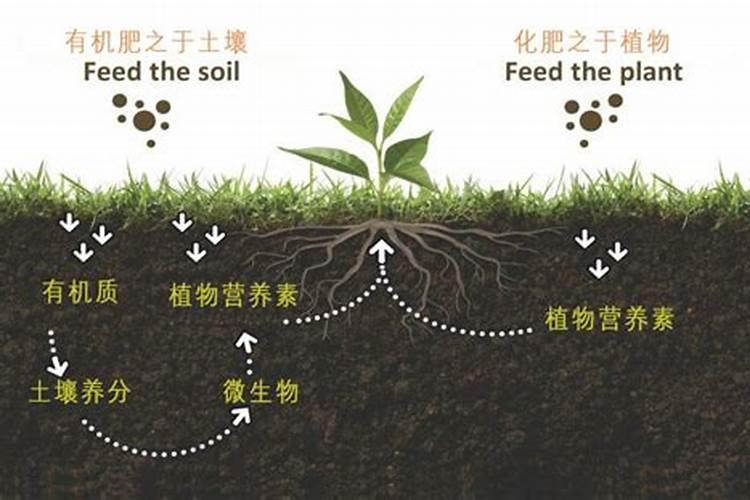 生物有机肥和黄腐酸钾有机肥的区别是什么
