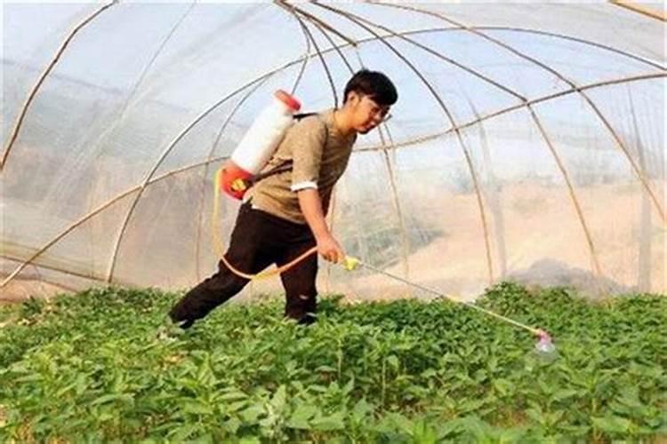 水秧苗打什么叶面肥效果好？