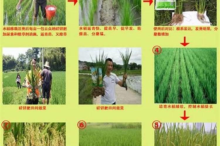 水稻秧苗什么时候施首次肥比较好？