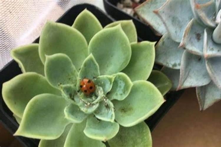 多肉植物长白斑,白斑处凹陷,请问是怎么回事？如何解决？
