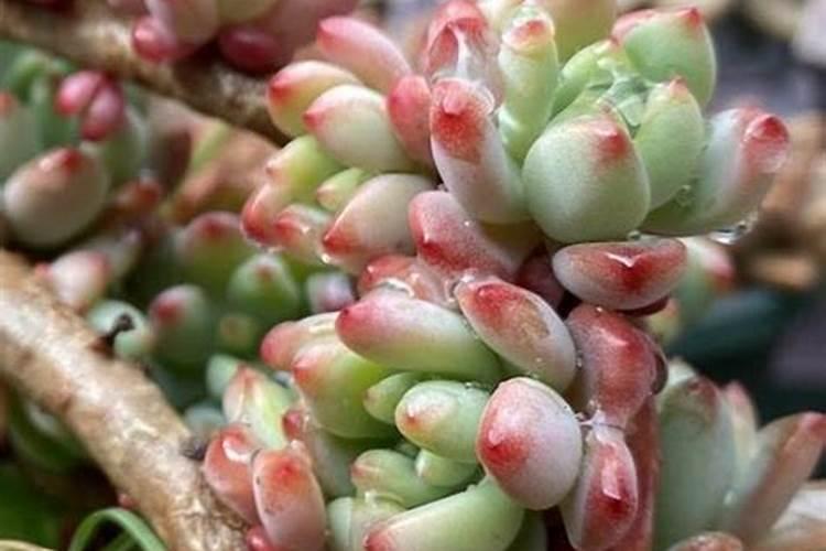 多肉植物幼苗能用生长素吗？