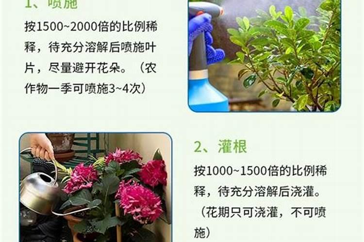 家里用什么可以做花肥 花肥怎么施效果好