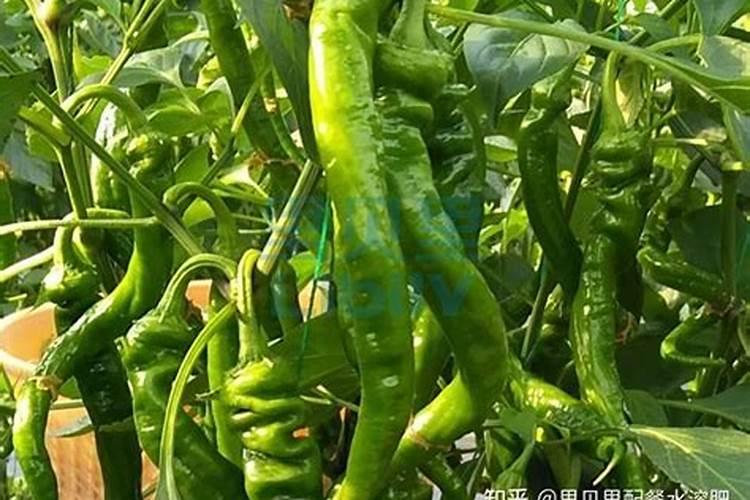 种辣椒用什么肥料