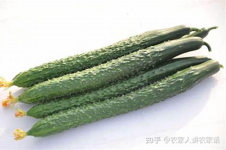磷肥在黄瓜生长中的作用