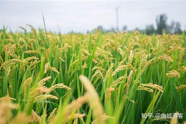 一亩水稻放多少斤钾肥料合适？