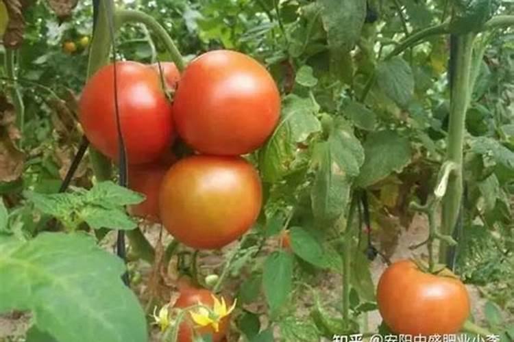 种西红柿用什么肥料最好