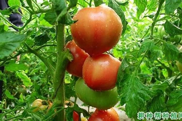 番茄第一次追肥用什么肥最好