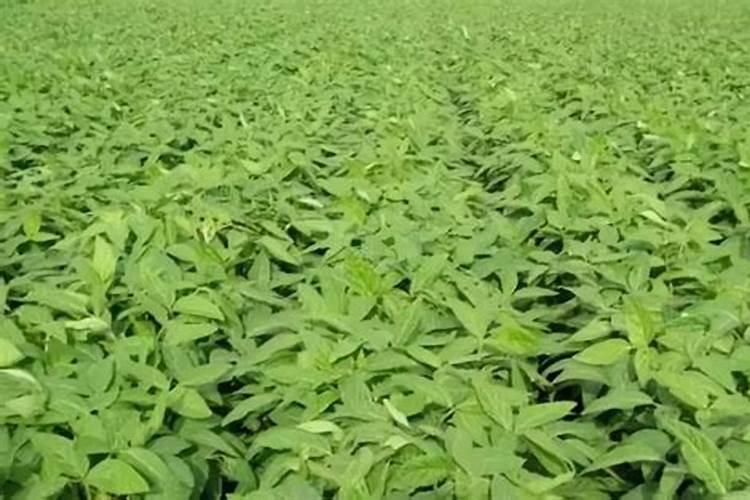 黄豆叶面肥喷施几次最好？