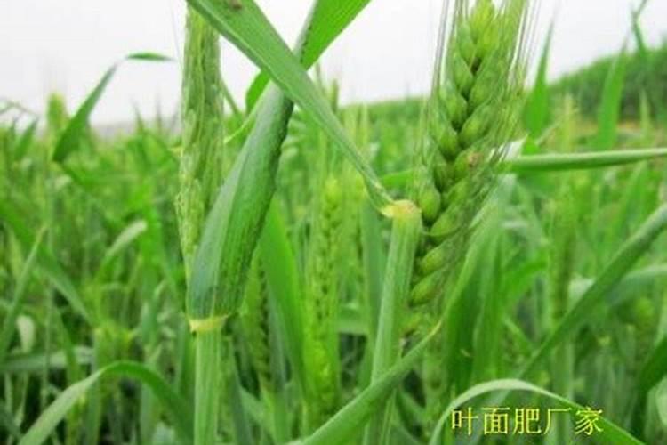 小麦灌浆期打什么叶面肥