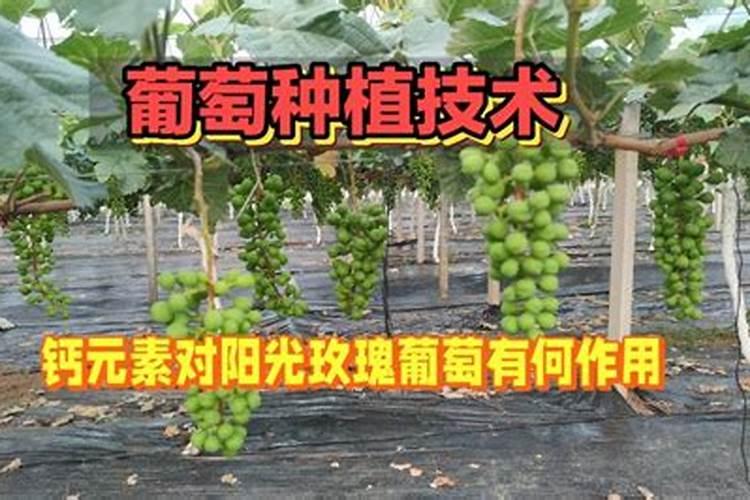 阳光玫瑰喷钙肥好吗怎么喷？