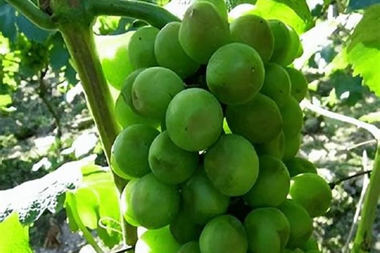 种植阳光玫瑰葡萄时,需要施什么肥呢？