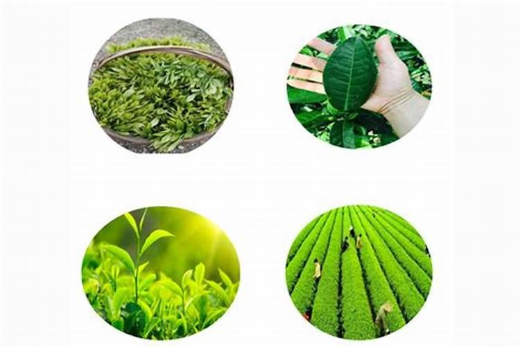 有机茶用什么有机肥料最好？