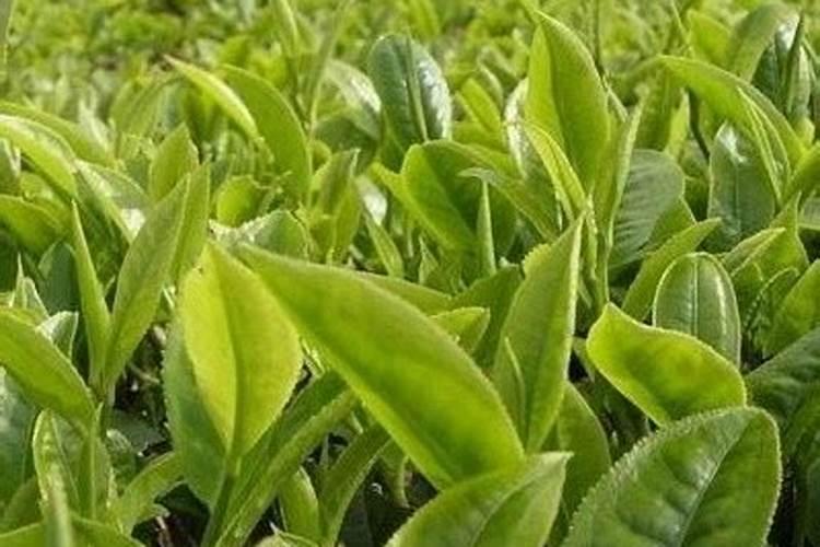 茶叶用什么肥料最好