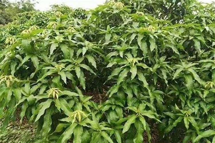 各位老师请教一下:芒果树冲梢用什么药来控比较稳