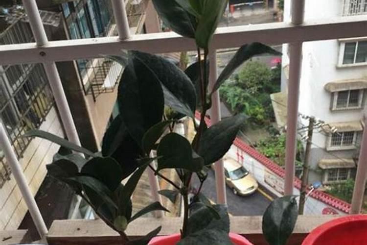 硼肥怎么施茶花最好？