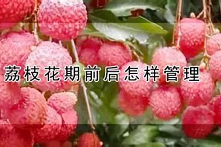 荔枝花期可以喷亚磷酸钾吗？