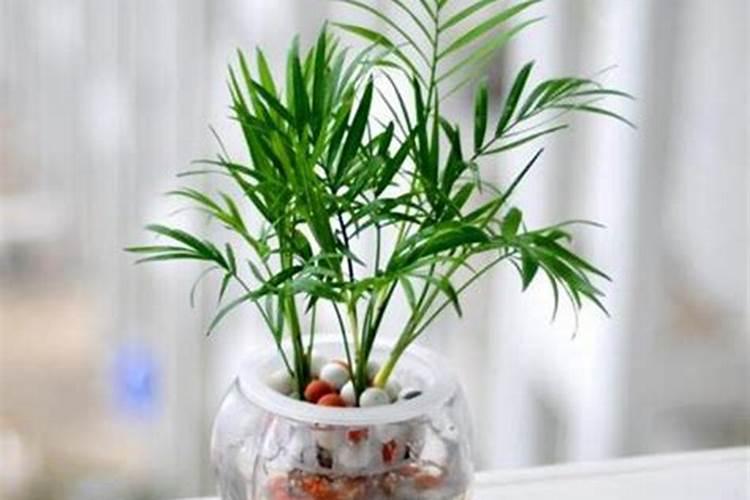 水培植物适合控释肥的原因有哪些？