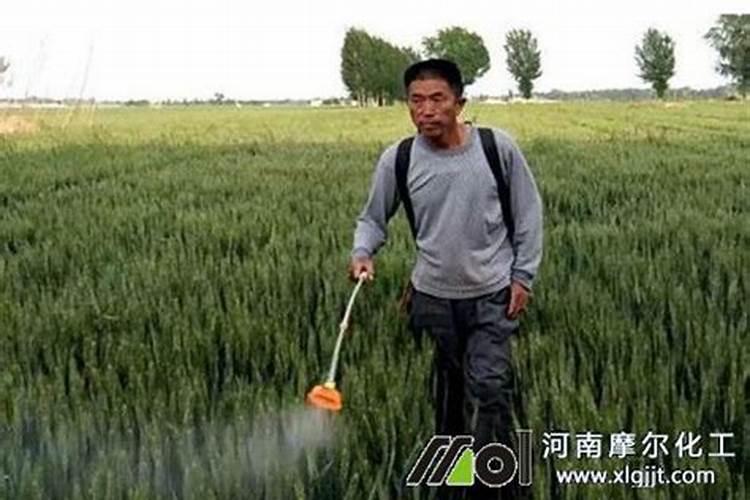 甘蔗施叶面肥起锈点吗怎么办？