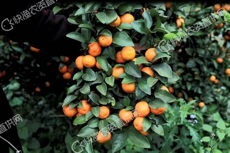 柑橘类用什么叶面肥效果好一点？