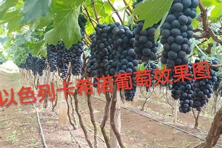 硝酸磷肥在葡萄上的作用