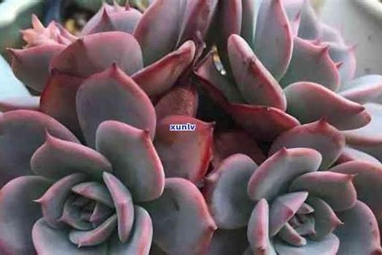 茶叶水可以浇多肉植物吗