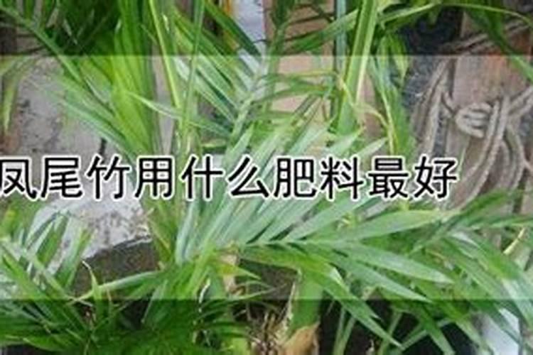 凤尾竹需要什么肥料