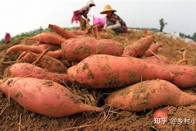 栽红薯用什么肥料好