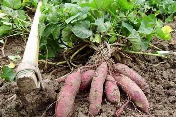 红薯地里可以不可以上硝酸磷肥料？
