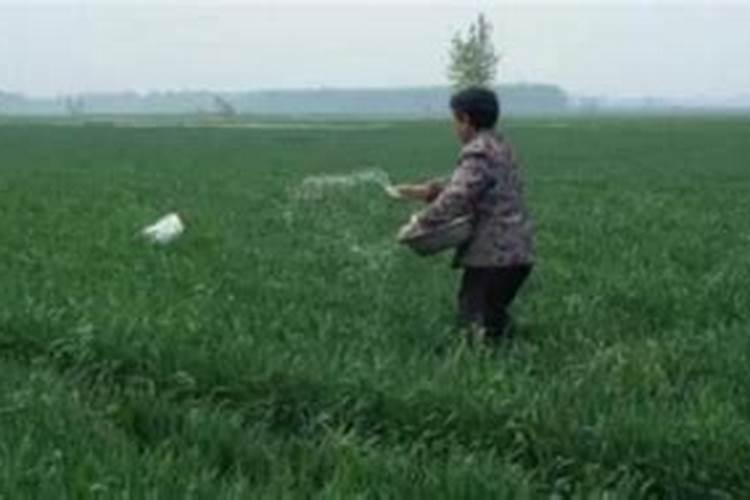 化肥撒在地里不浇水几天失效 化肥是有机物还是无机物