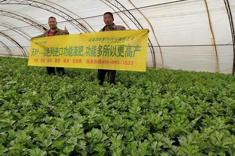 水溶肥加尿素多久见效果？