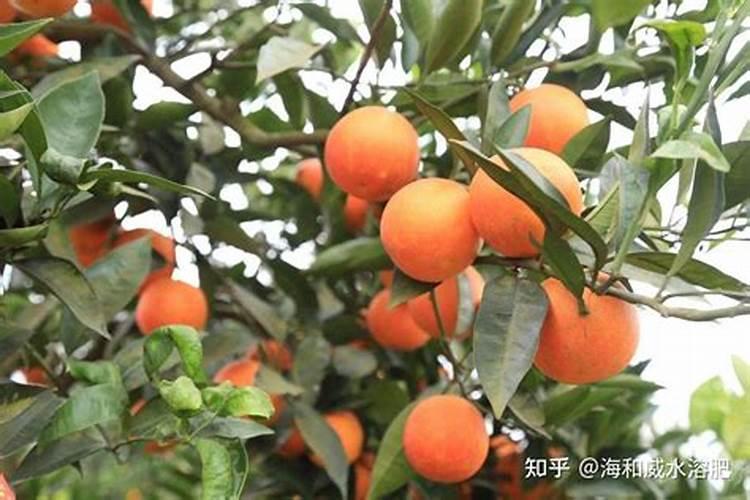 柑橘膨果用什么肥料