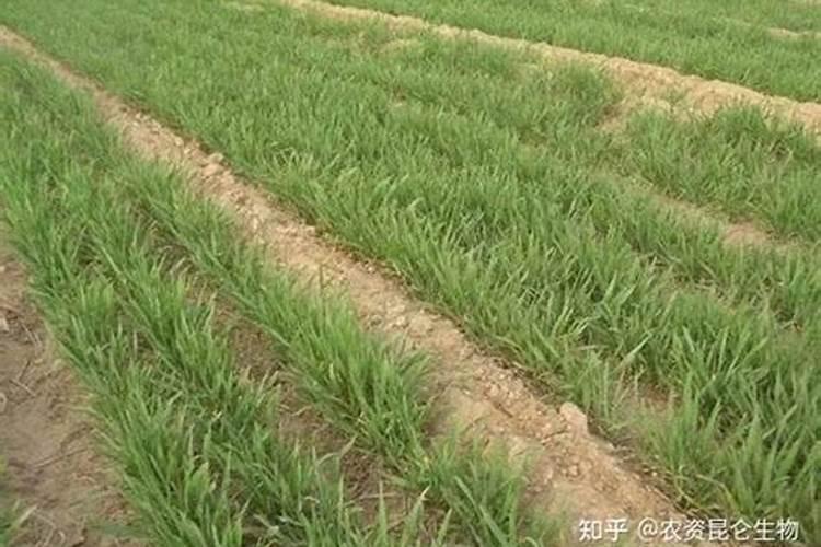 小麦冲施肥提前一夜泡上水可以吗？