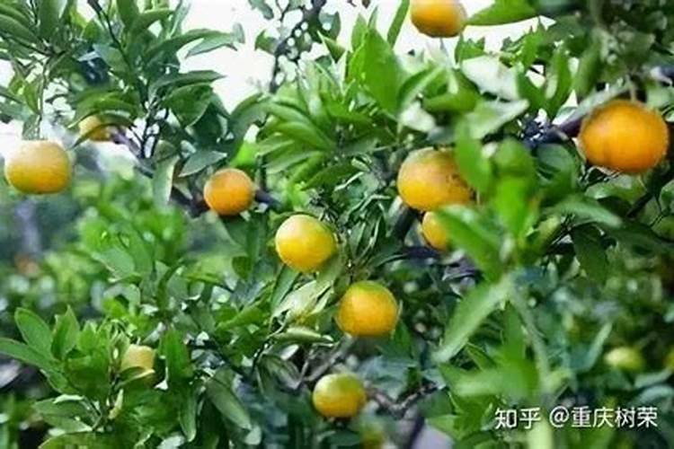 膨果期能打芸苔素吗