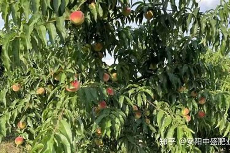 小果树施肥选用何种肥料会更好