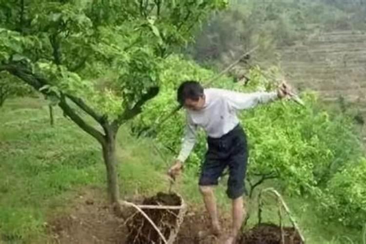 给小果树施肥选择什么肥料比较合适
