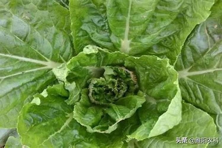 想要防治大白菜干心病,应该怎么防治呢？
