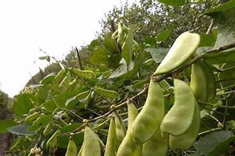 适合种植扁豆的时间是什么,种植过程中有哪些方法要点