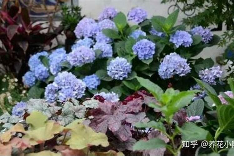喜氮的植物有哪些植物