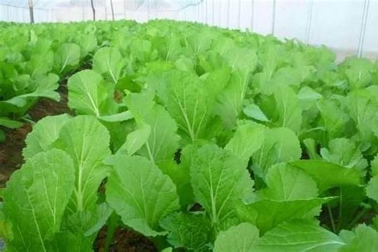 白菜苗期打什么叶面肥最好用呢？