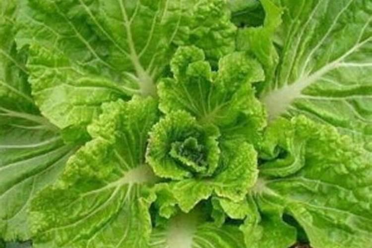 种白菜用什么肥料最好