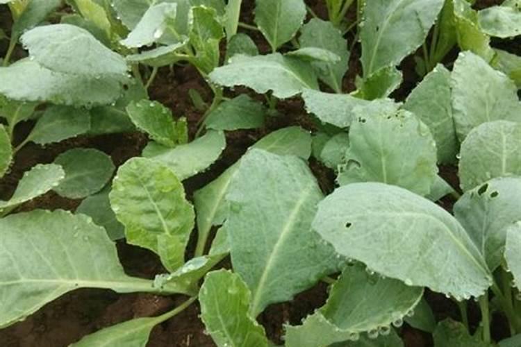育的花菜白菜包菜苗出土后多少天可打点叶面肥？