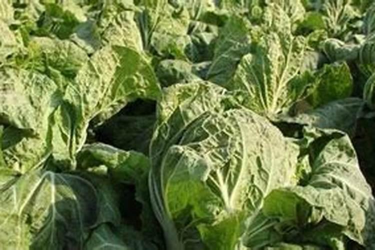 白菜用什么肥料长得快
