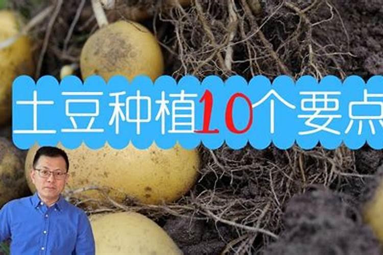 种土豆个大的秘诀