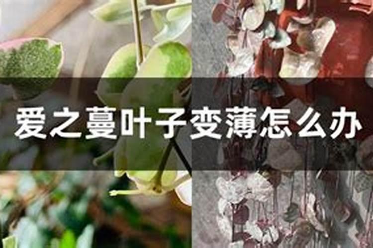 爱之蔓叶子变薄怎么办